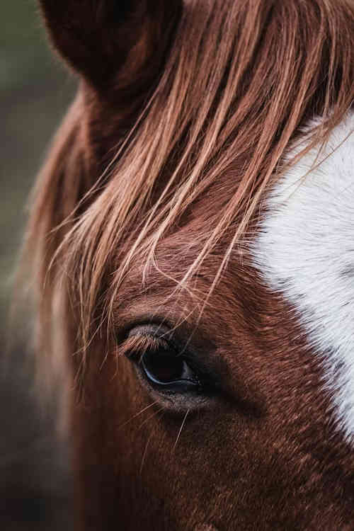 animals are our soul spirits and healers